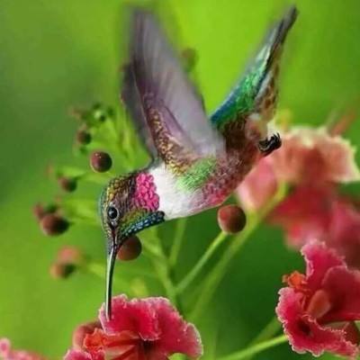 奥运女子组赛事仅限生理女性参加